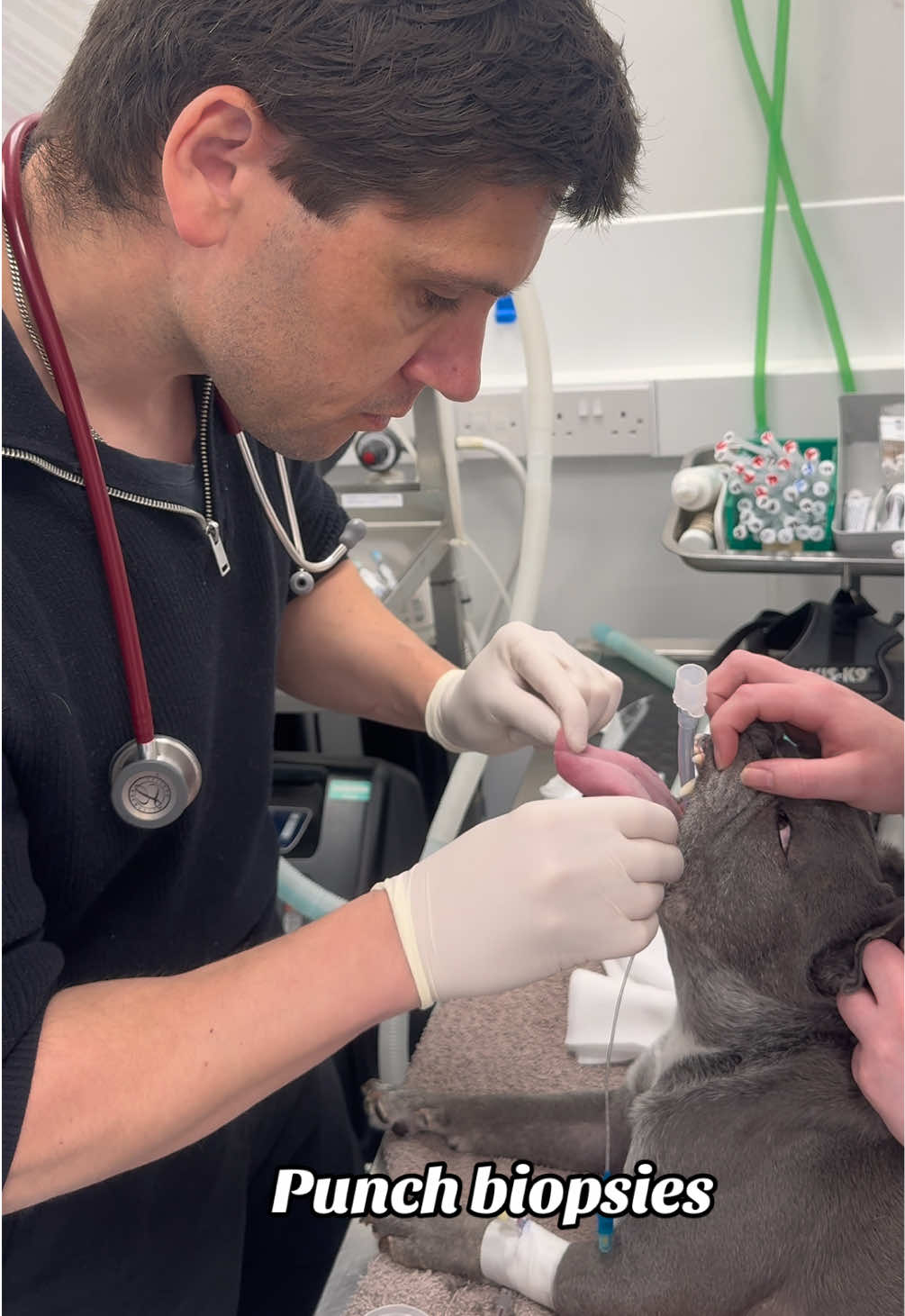 @Tomasthevet