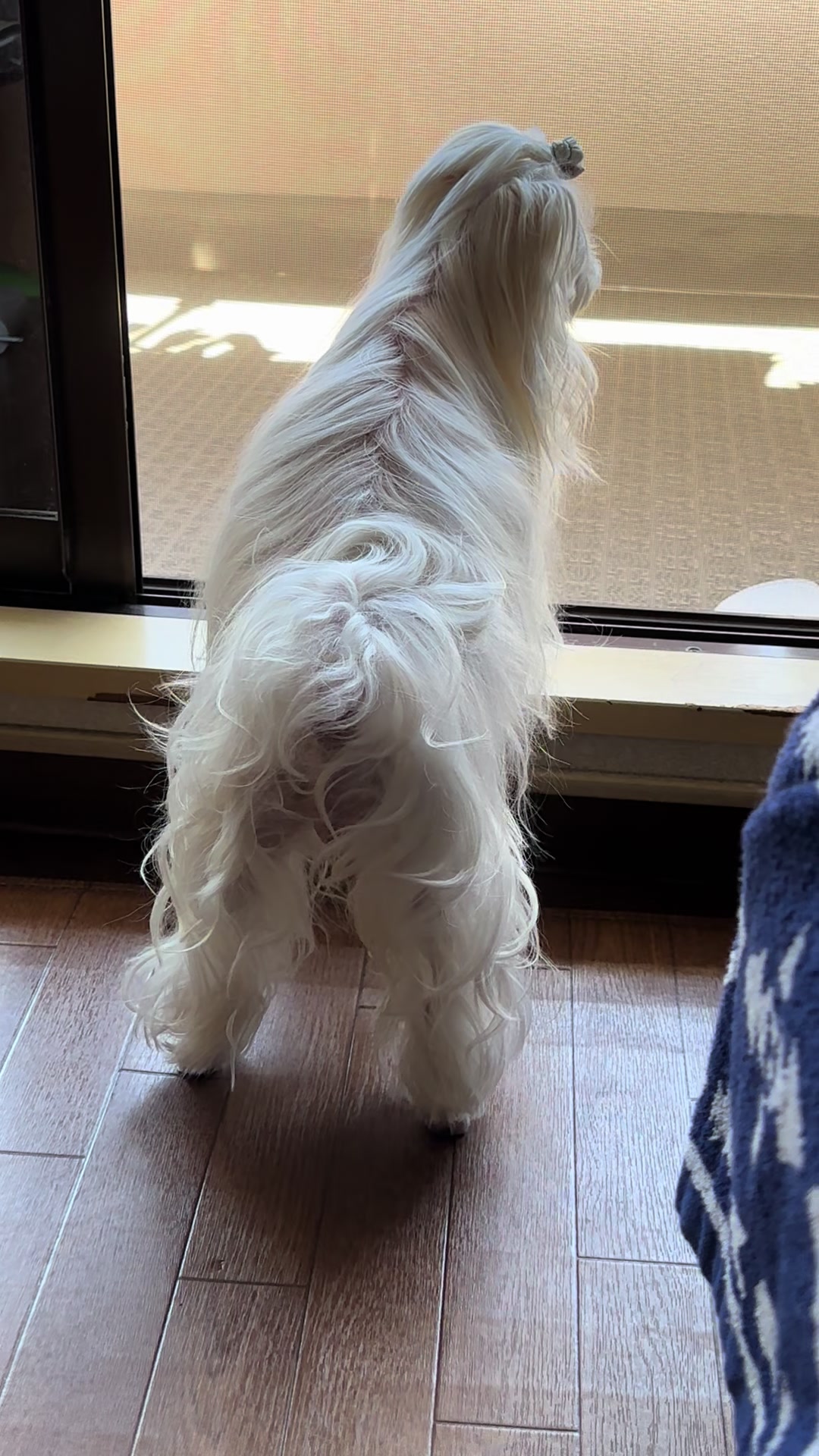 @るるちゃんパパ🐶