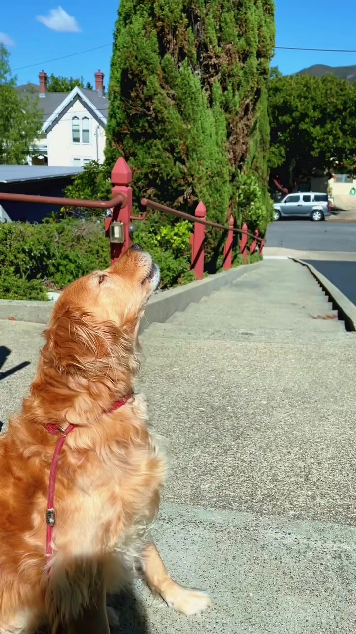 @Slo Dog