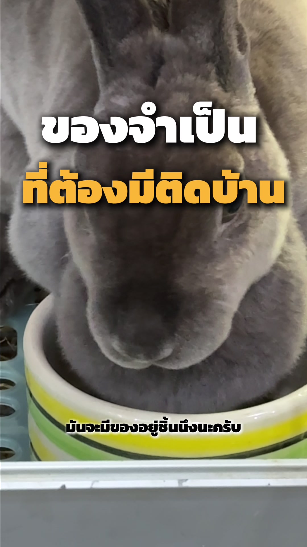 @WelovepetsbyPamornchaiSupply