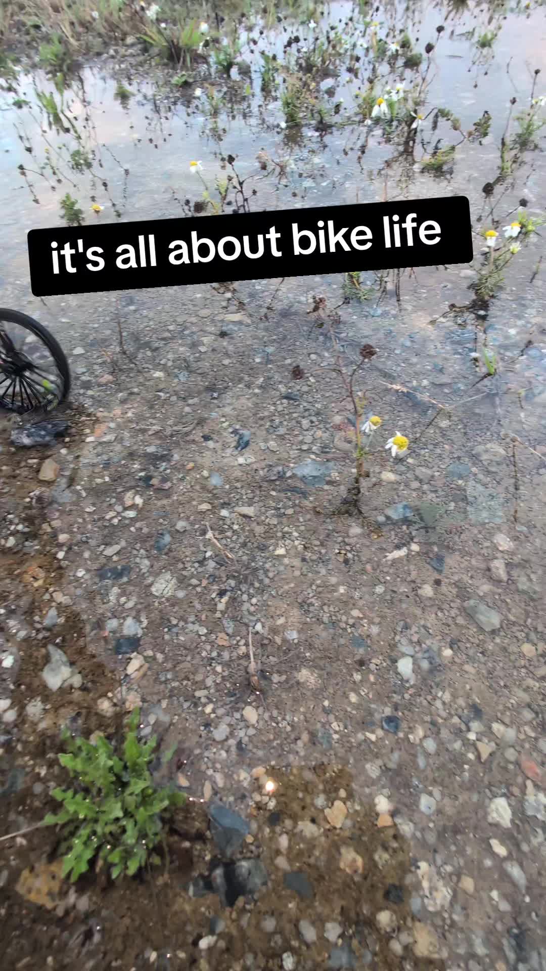 @vanlife