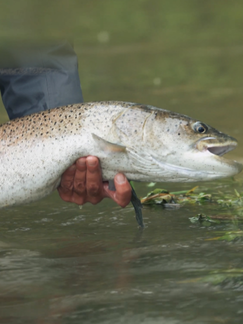 @Fishing TV