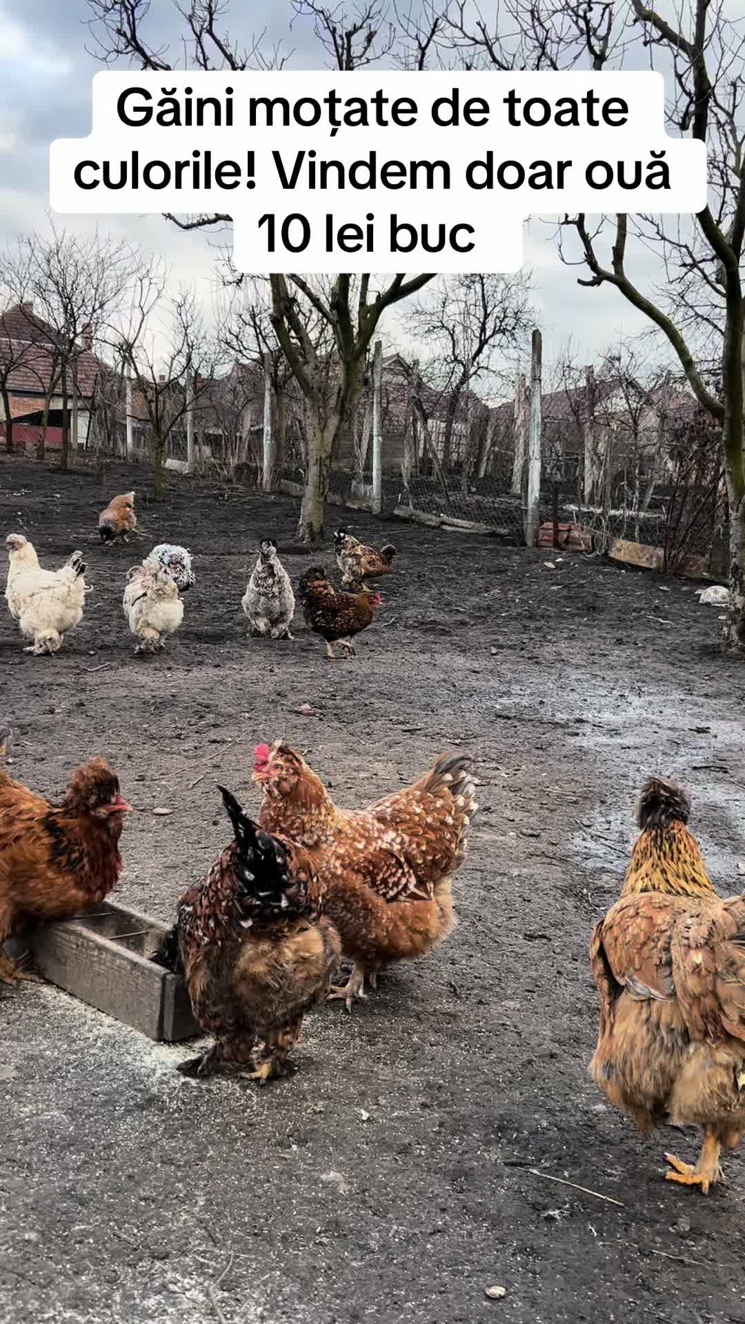 @Găini Moțate Românești
