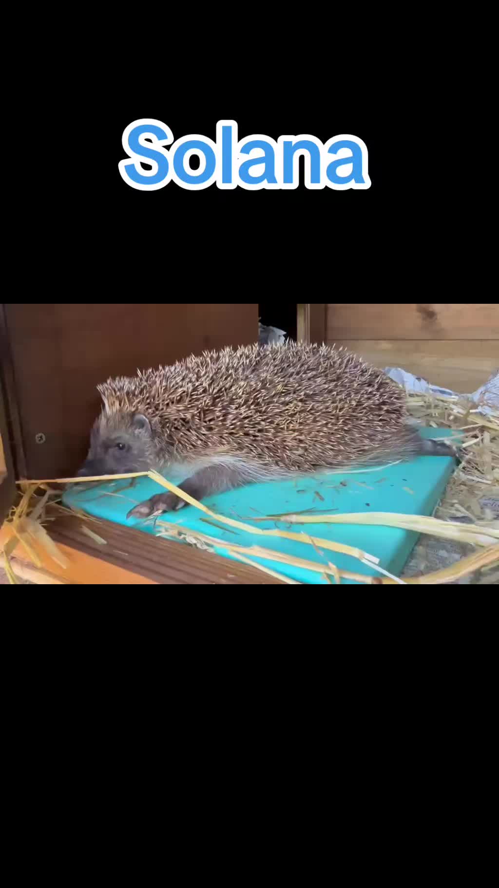@Ryston Rachel's Hedgehog Hotel