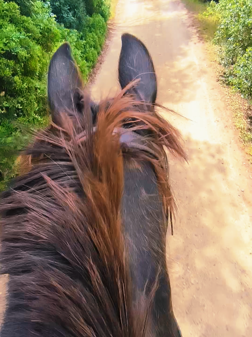 @LA CHICA DEL PONY🐴🌼