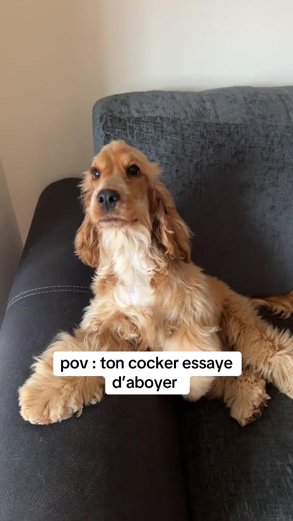 @coeur.de.cocker