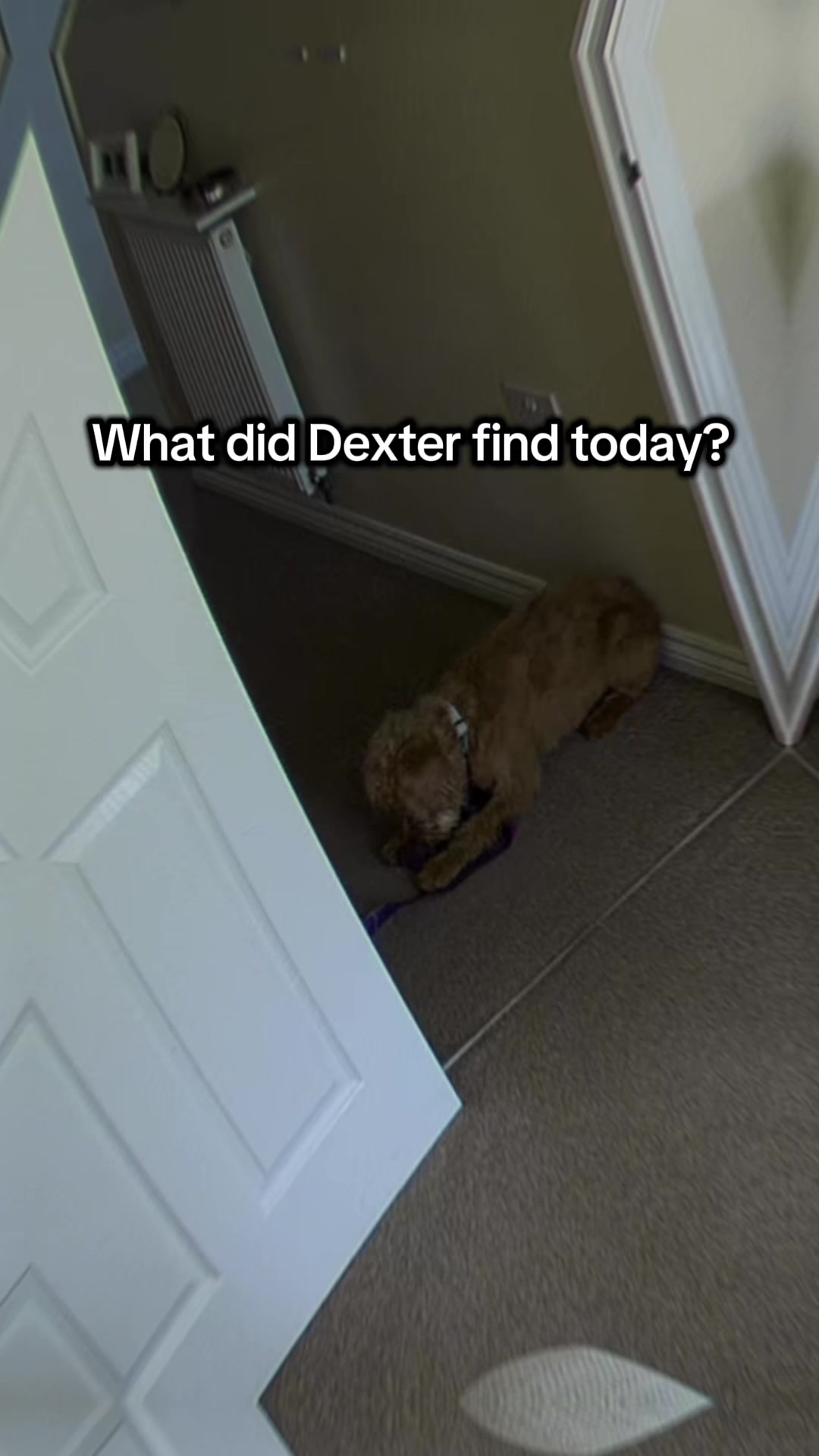 @diaryofalabradoodle