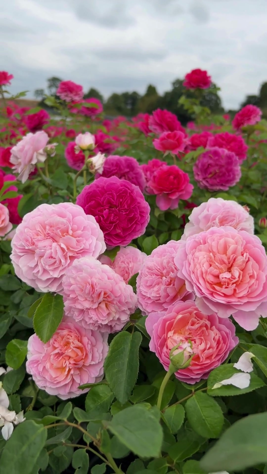 @David Austin Roses