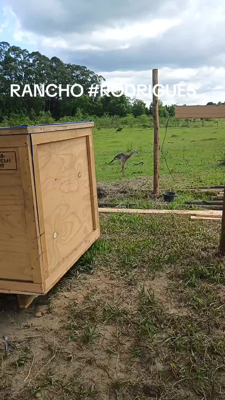 @FOGUINHO 🔥