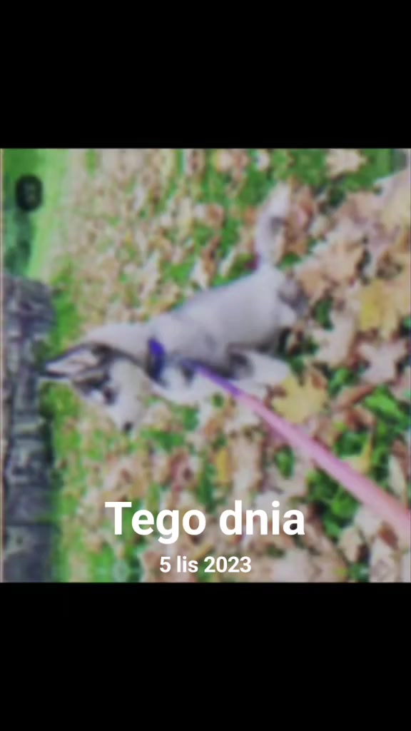 @elo