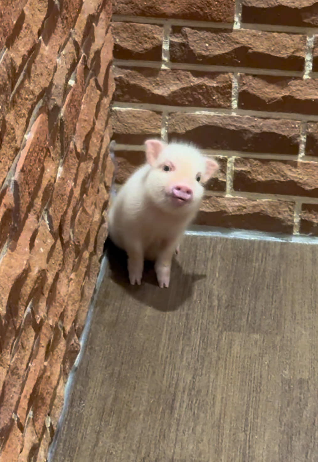 @pignic