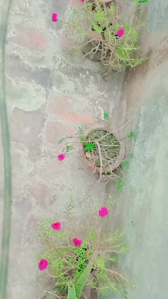 @࿇♥𝕄𝕒𝕙𝕚♥࿇