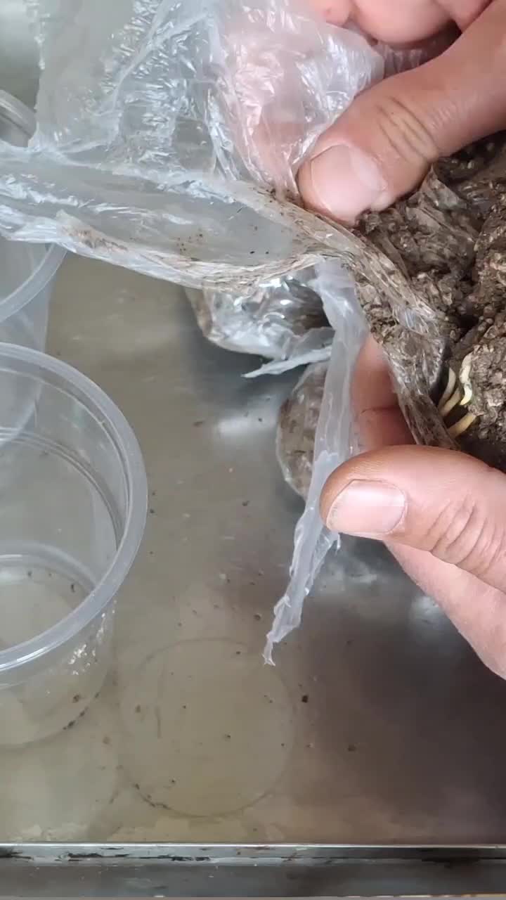@Минчо Танков