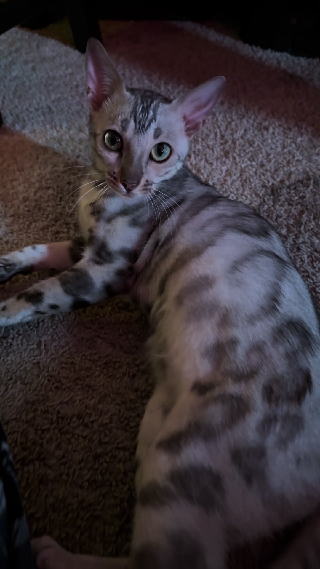 @Sagethebengal