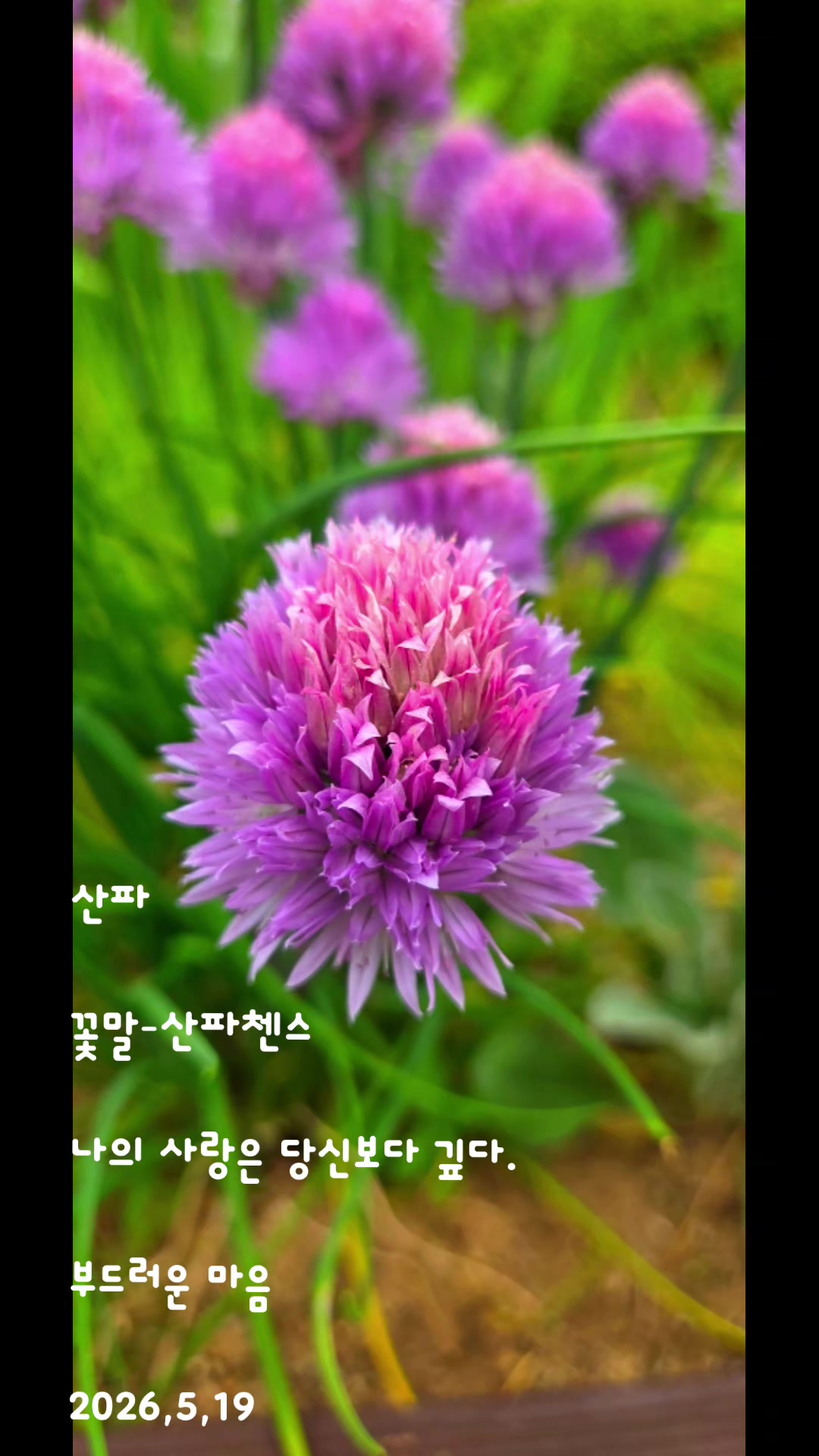 @참파