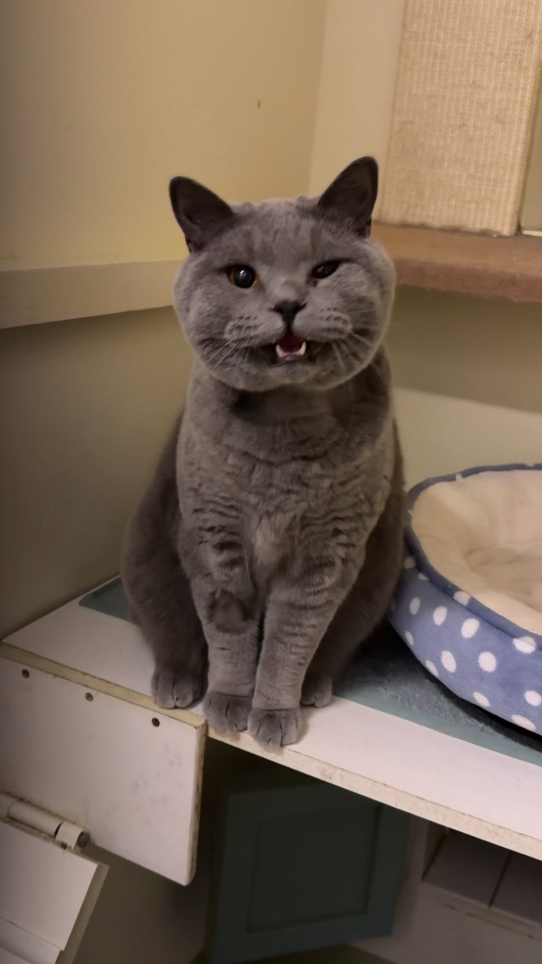 @Herongate Village Cattery