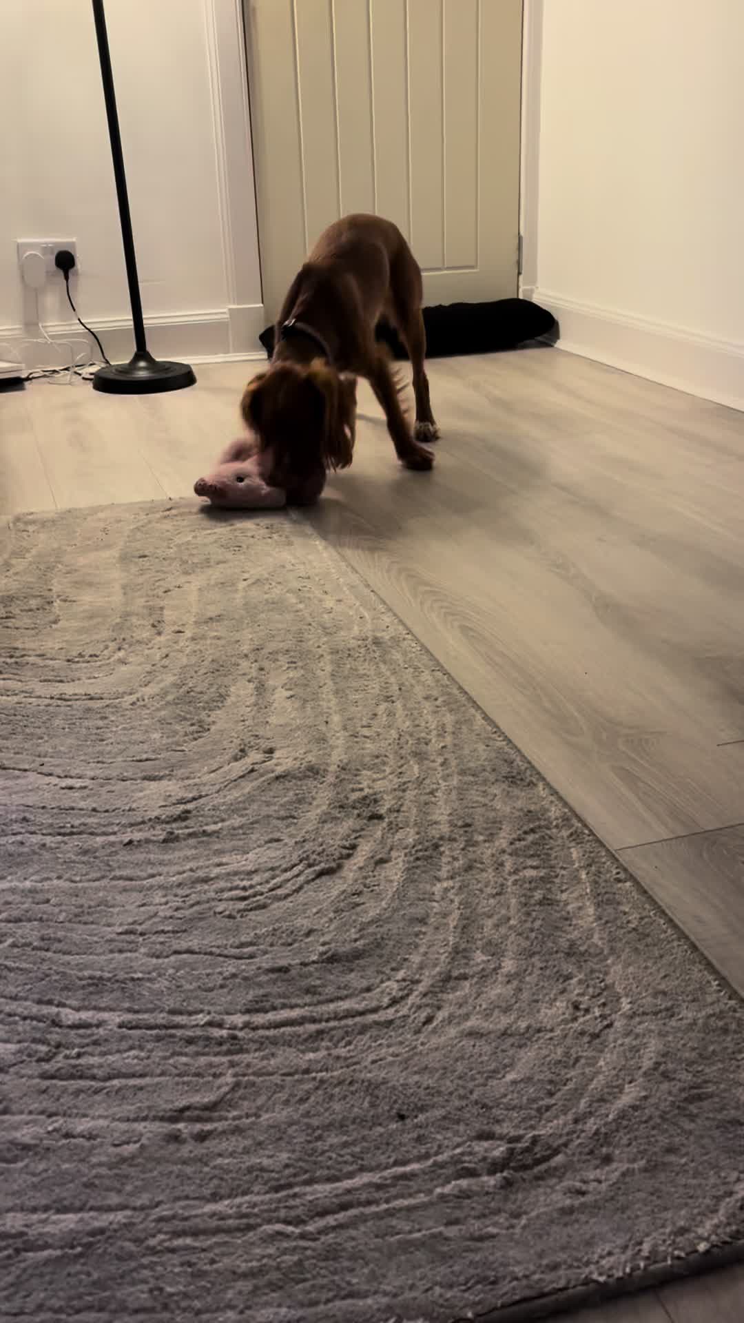 @Wanders with Willow
