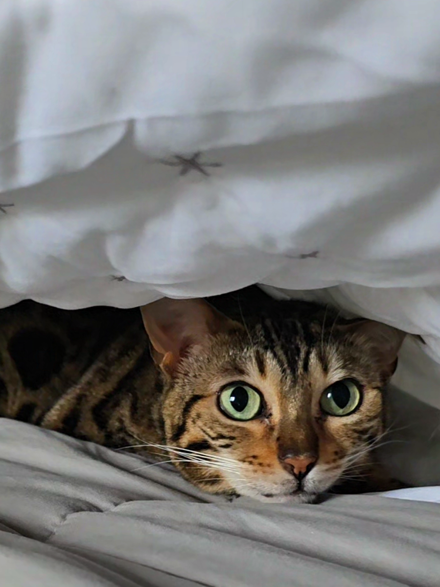 @Paris the Bengal cat