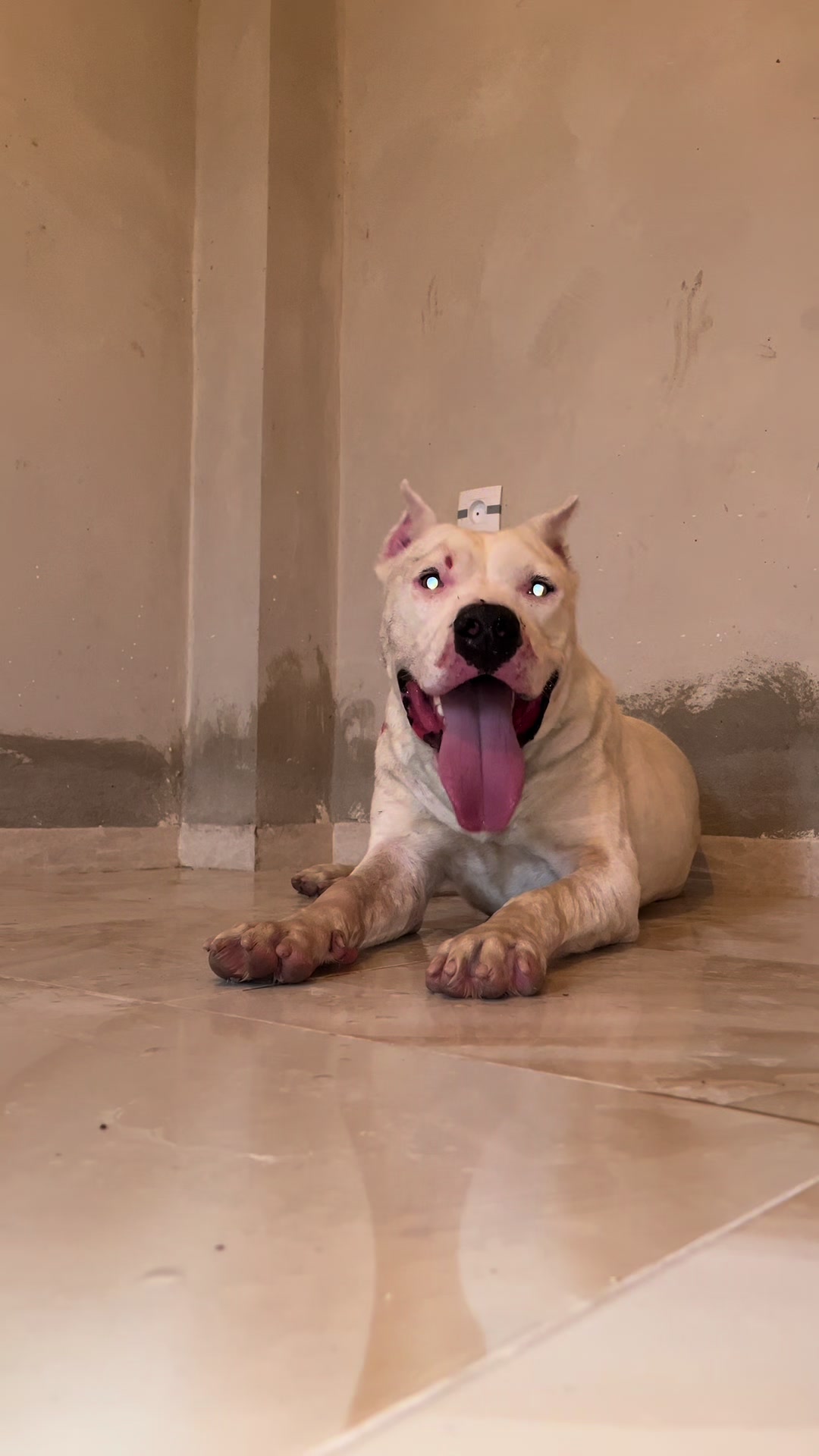 @DOGO ARGENTINO R.A.S🇦🇷🔥