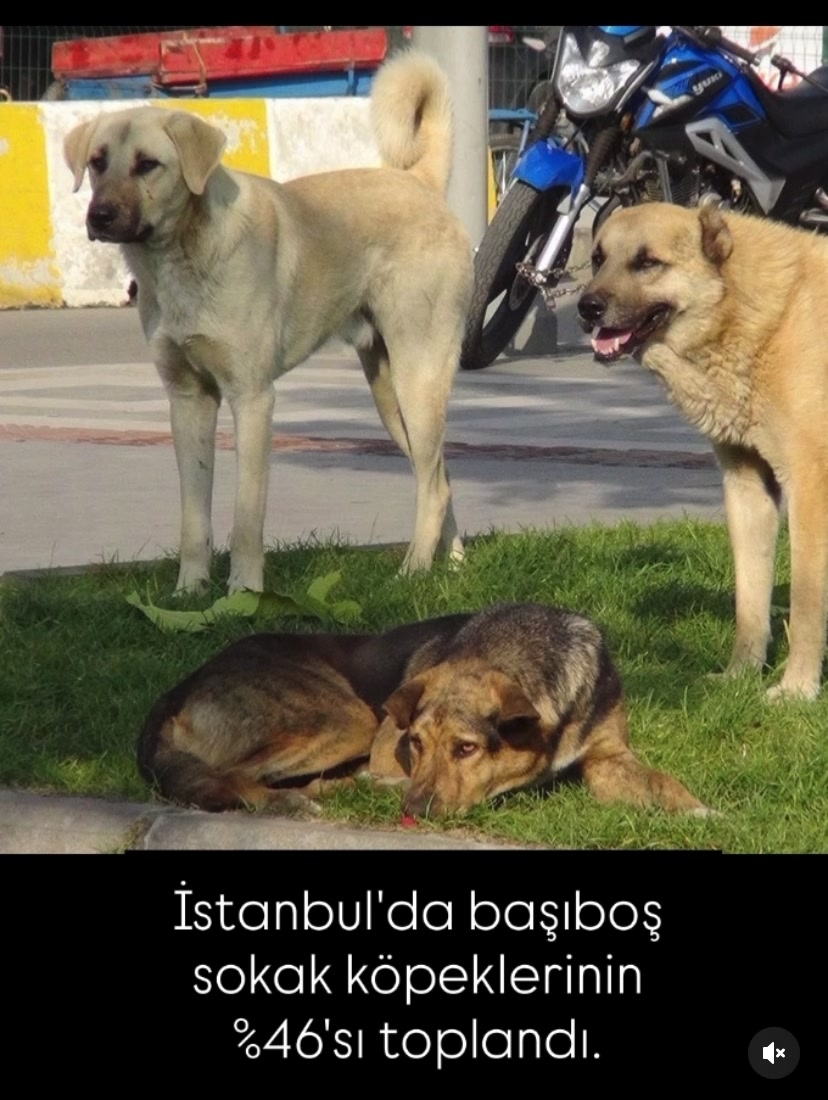 @Tatilcibaşı
