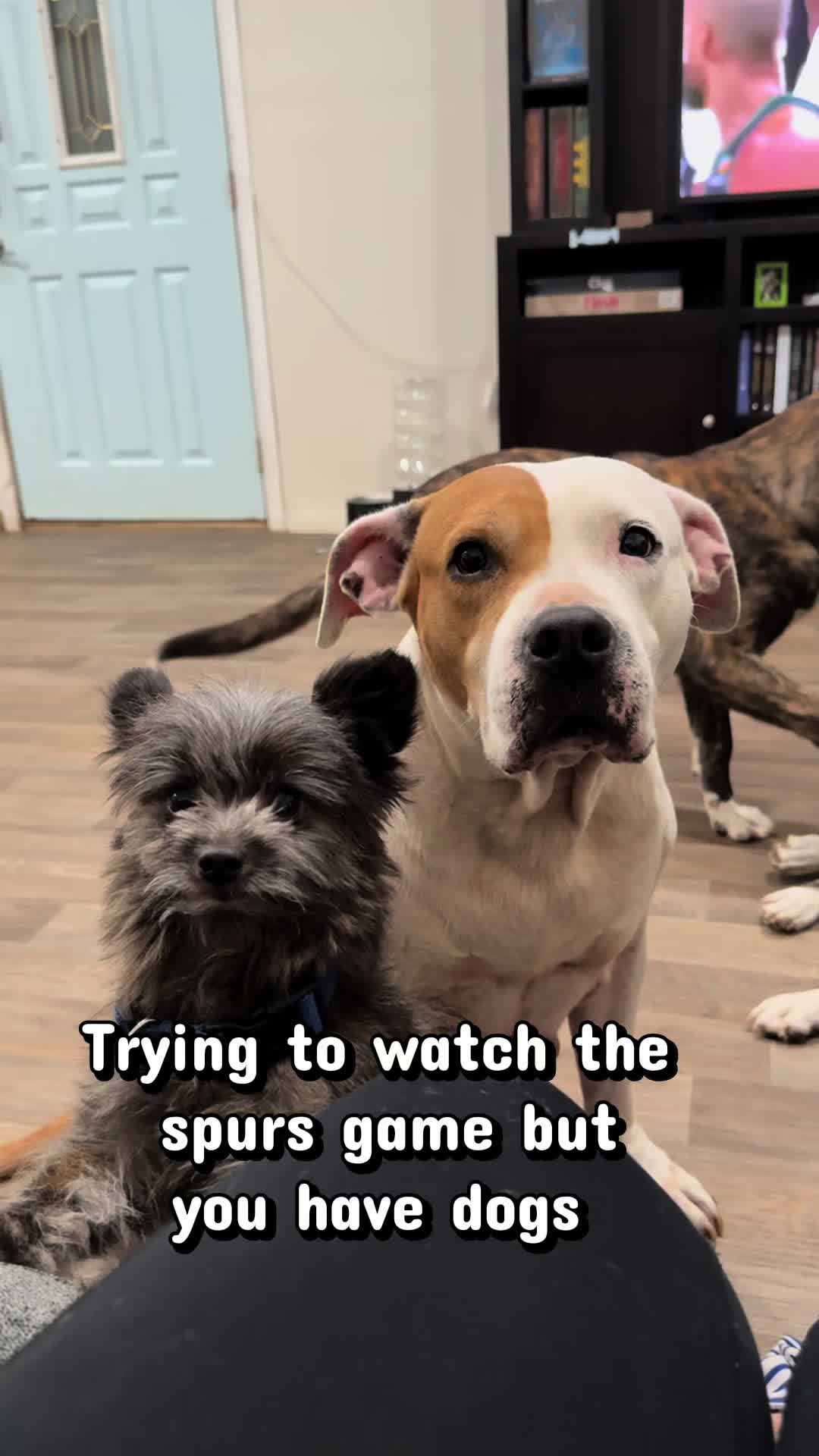 @whatthepurr