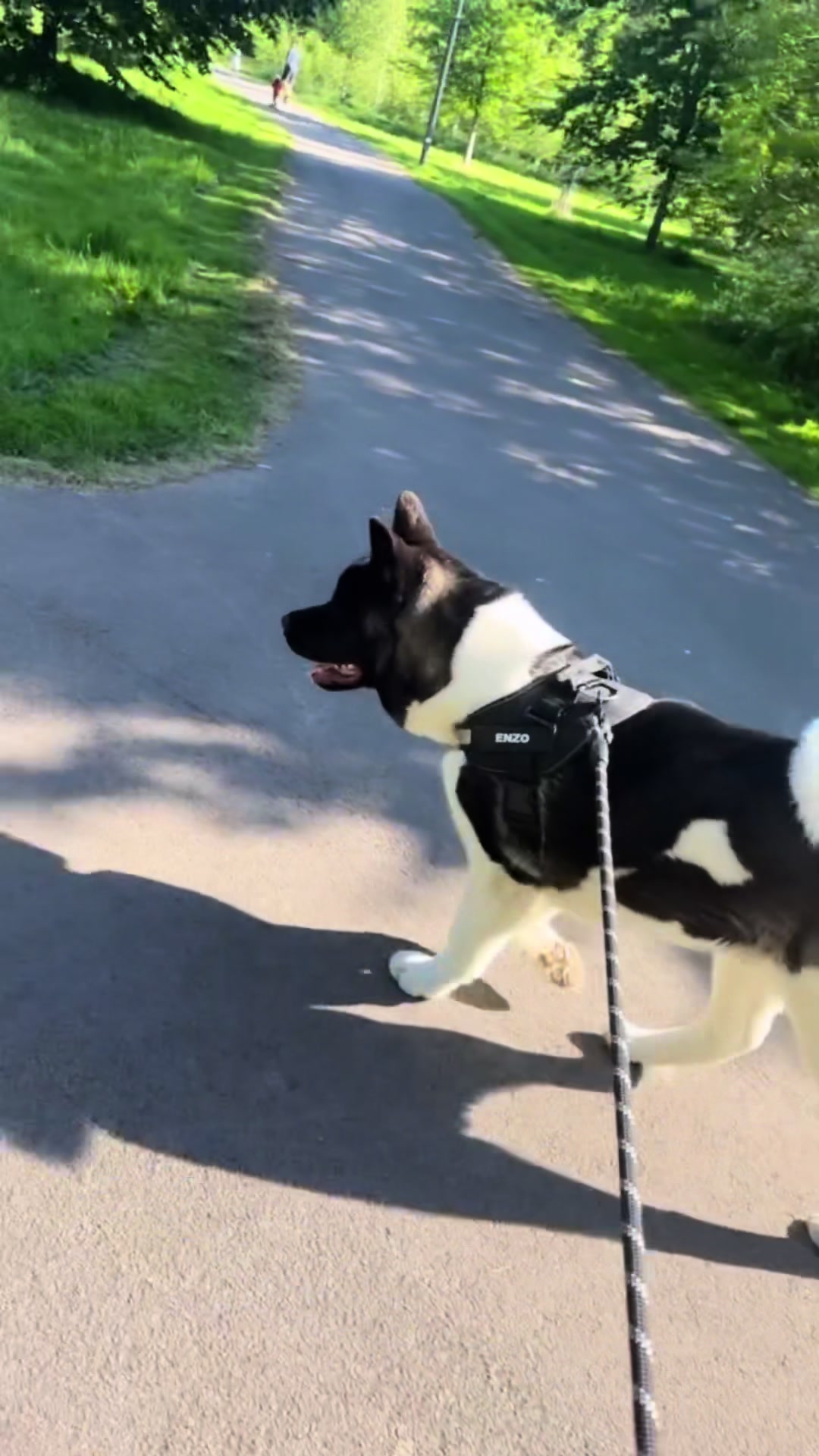 @EnzoTheAkita