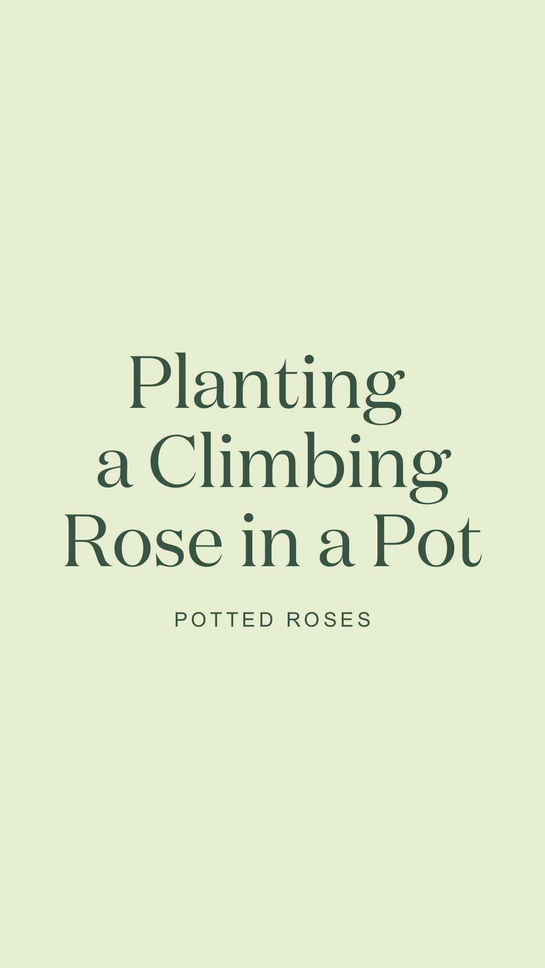 @David Austin Roses