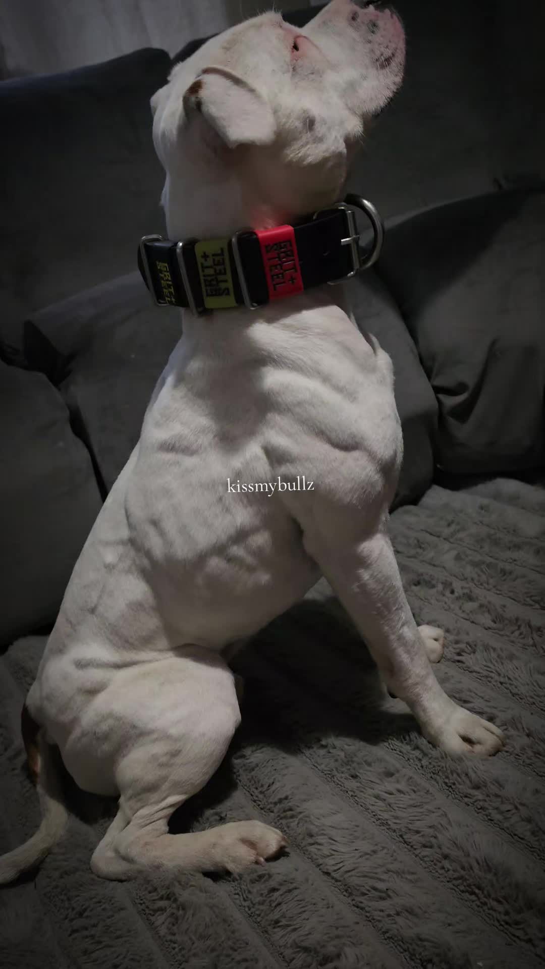 @kissmybullz
