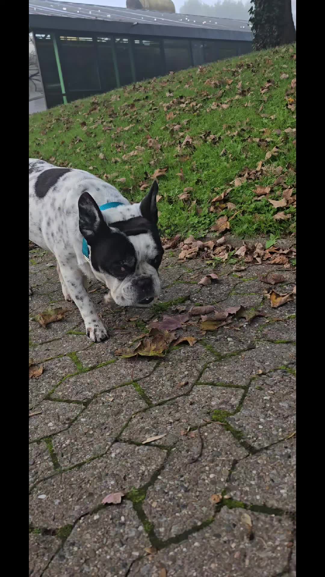 @Caya und Tyson ✝️