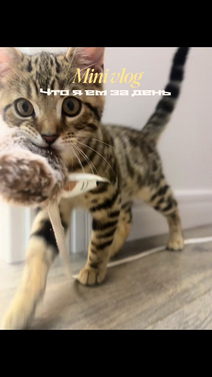 @kitty
