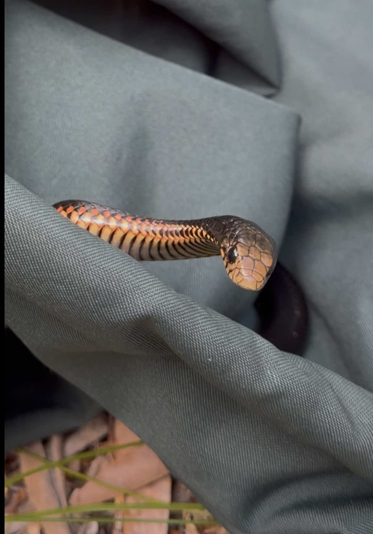 @Snake Catcher Dan