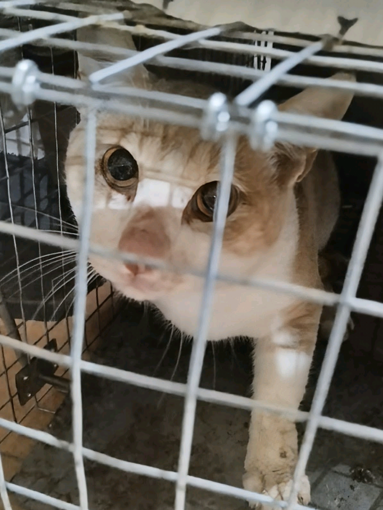 @Greek Animal Rescue