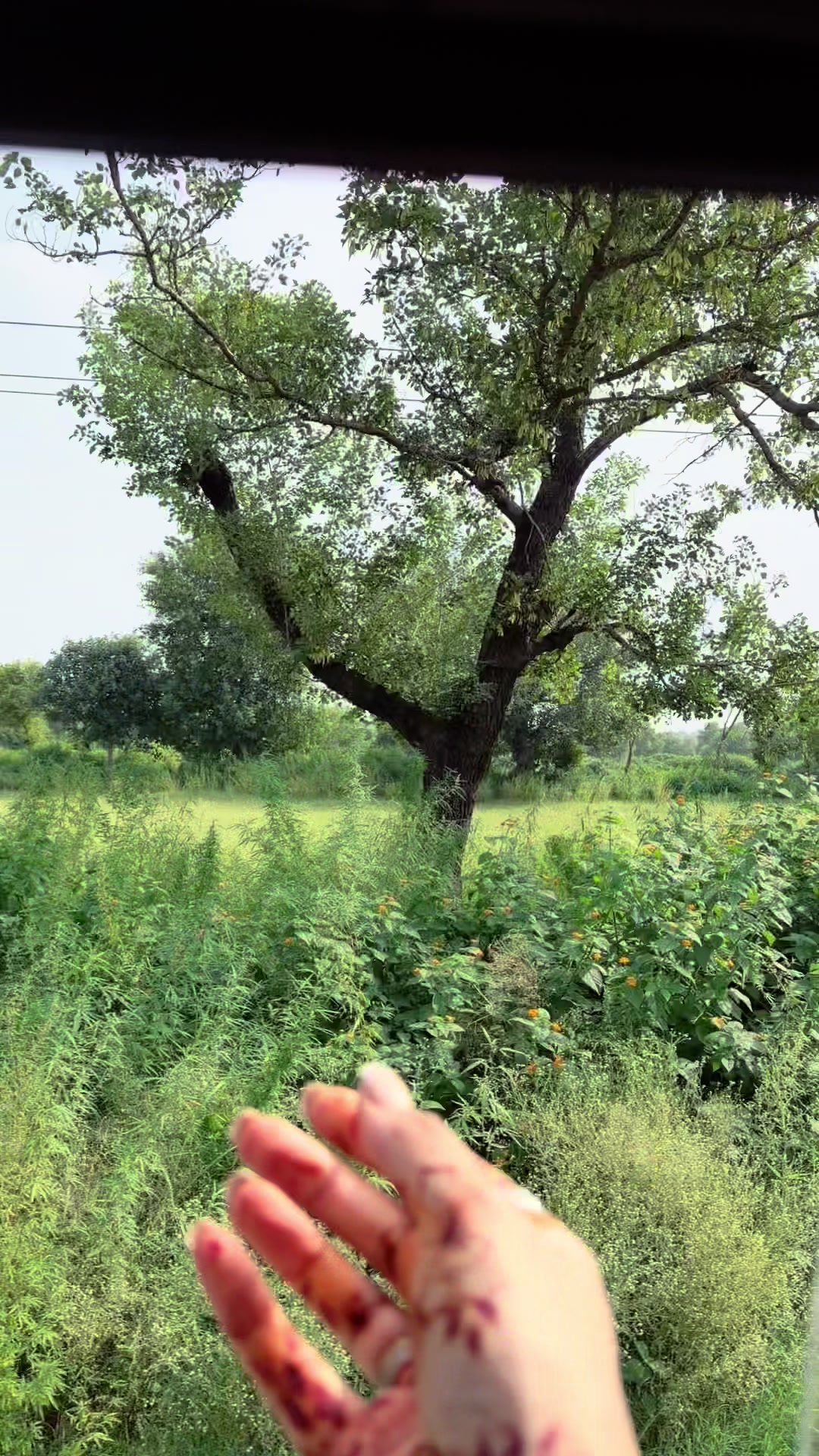 @Assia Mehndi