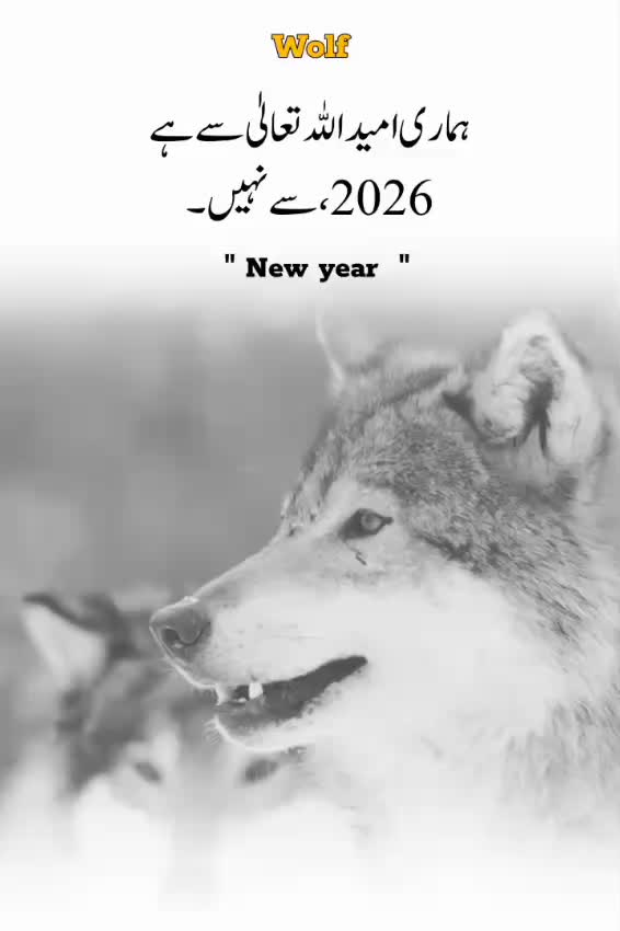 @Wolf 🐺