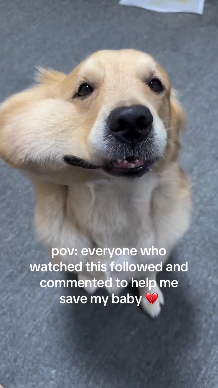@savebabyalice