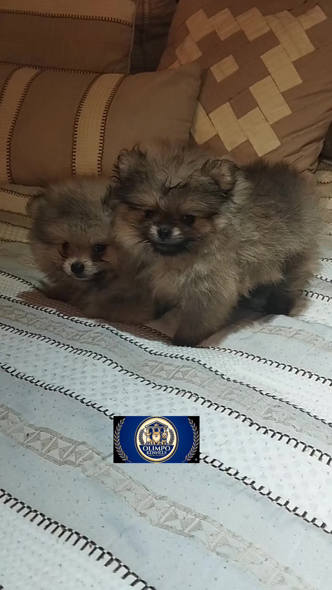 @olimpokennels