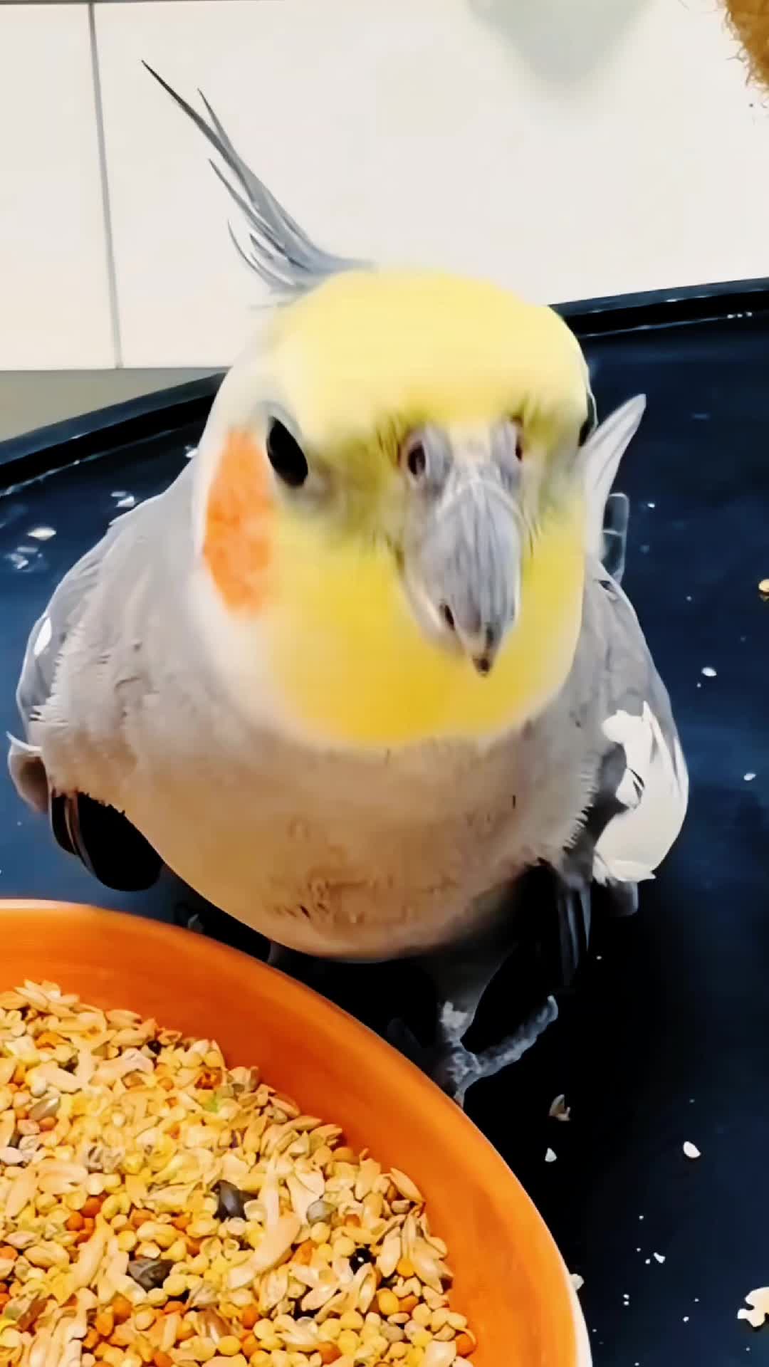 @Cockatiels Craze