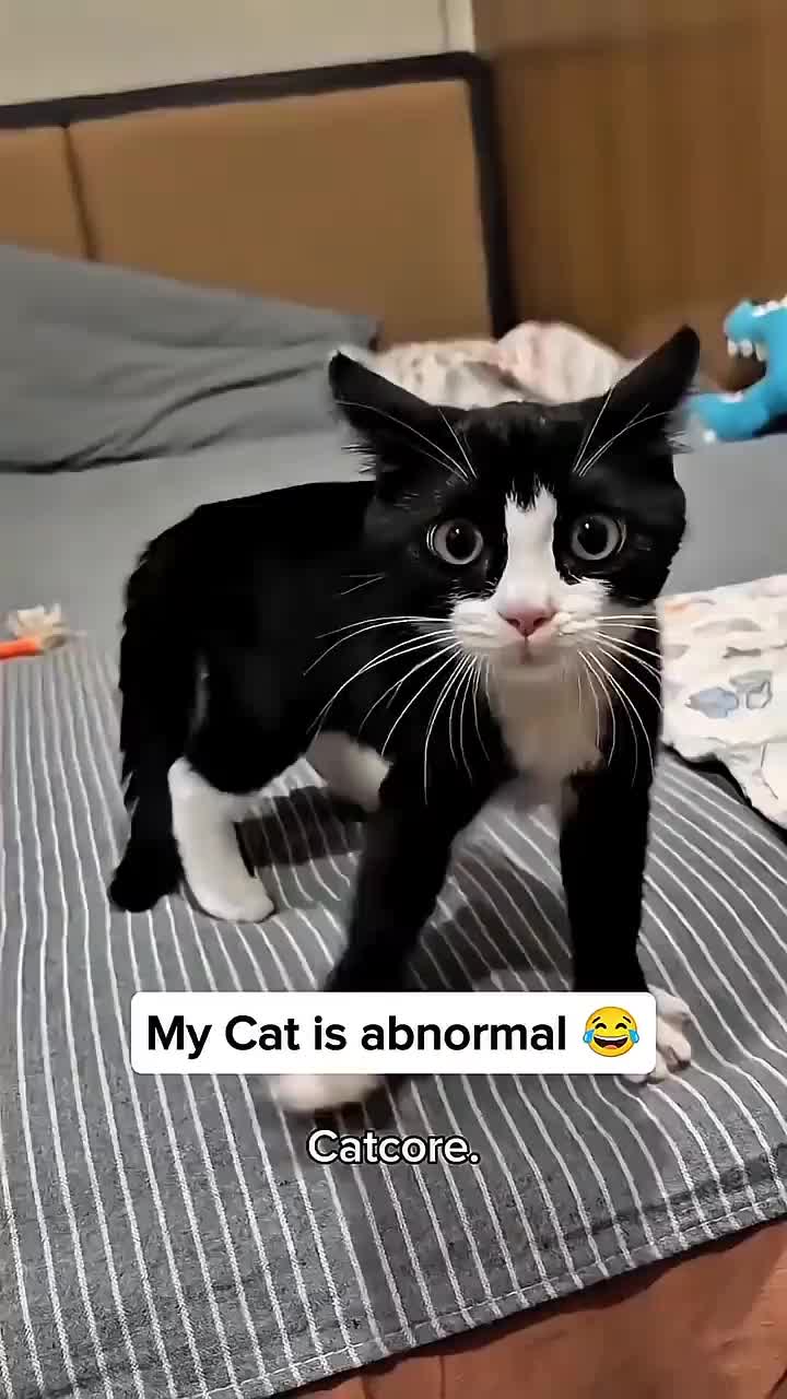 @catmood_dailymix