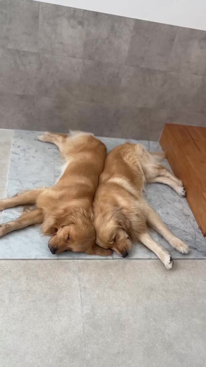 @tovagoldtwins