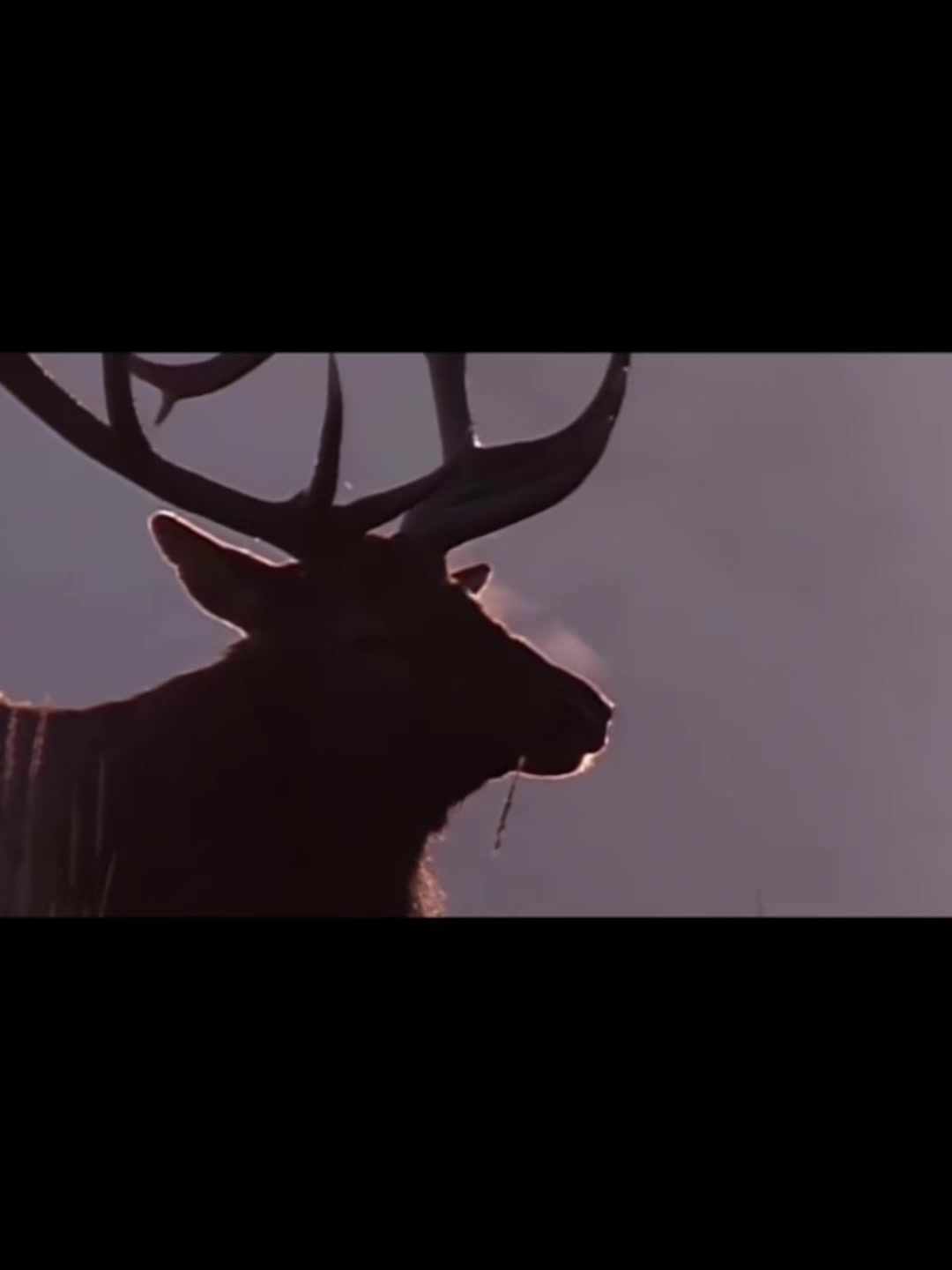 @vietnam.antlers
