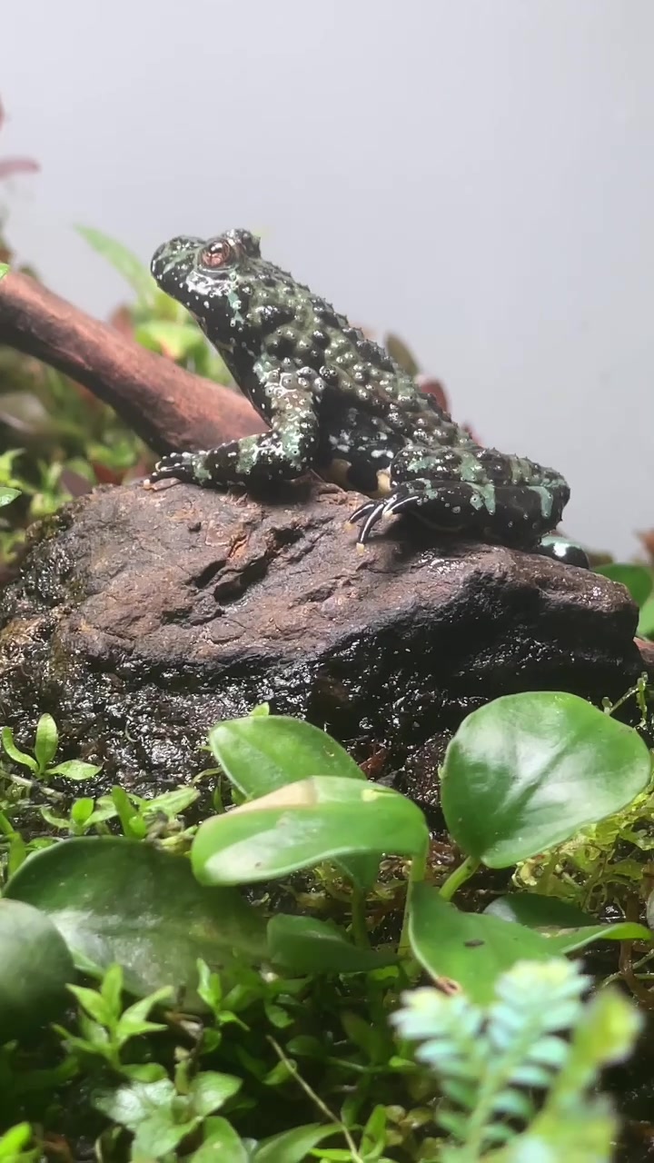 @X_vision_aquascape