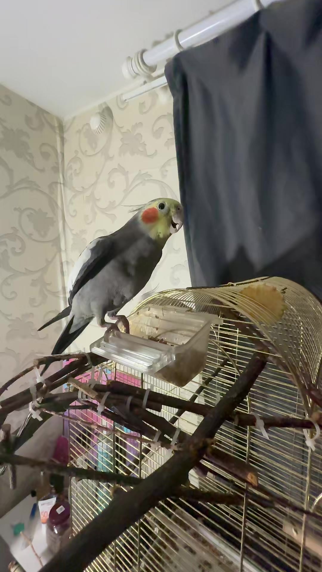 @𝓘𝓛𝓐𝓝𝓐 and Lelik
