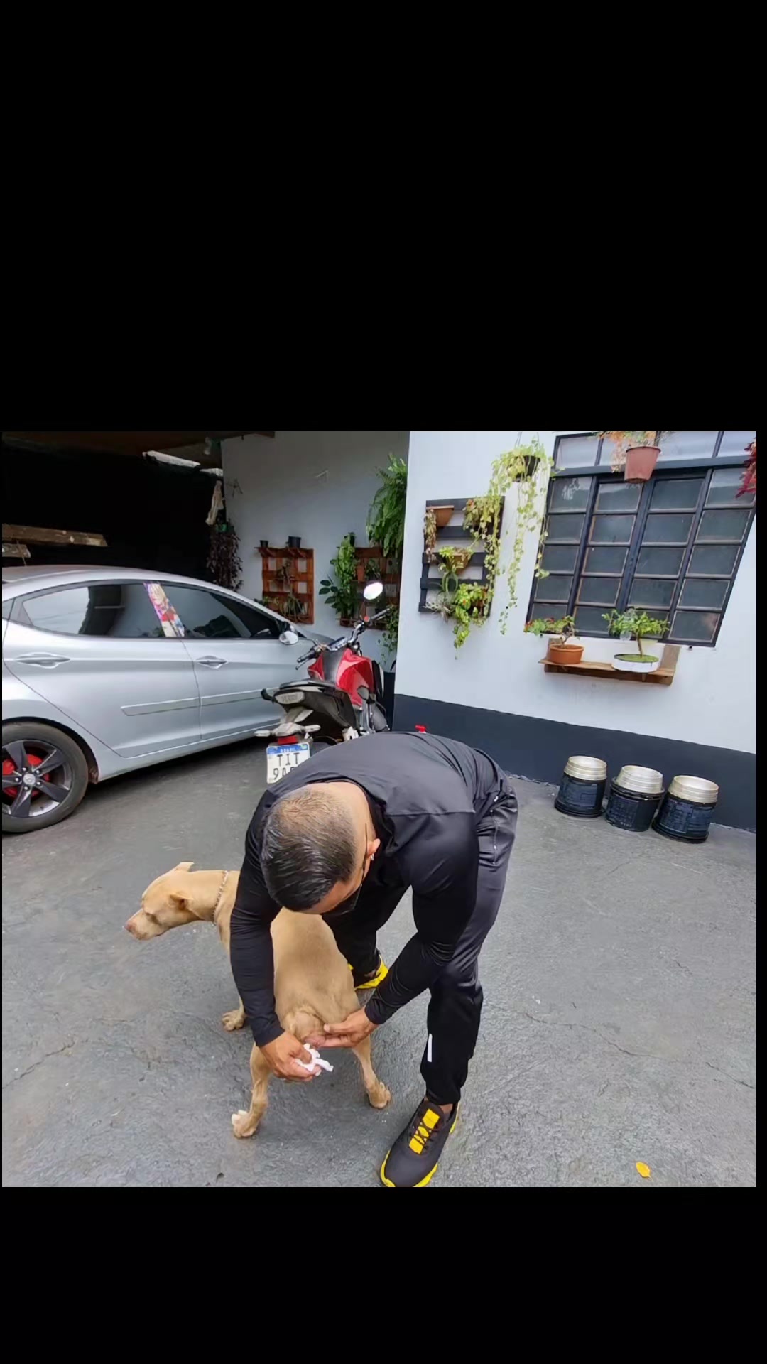 @cachorro de pobre