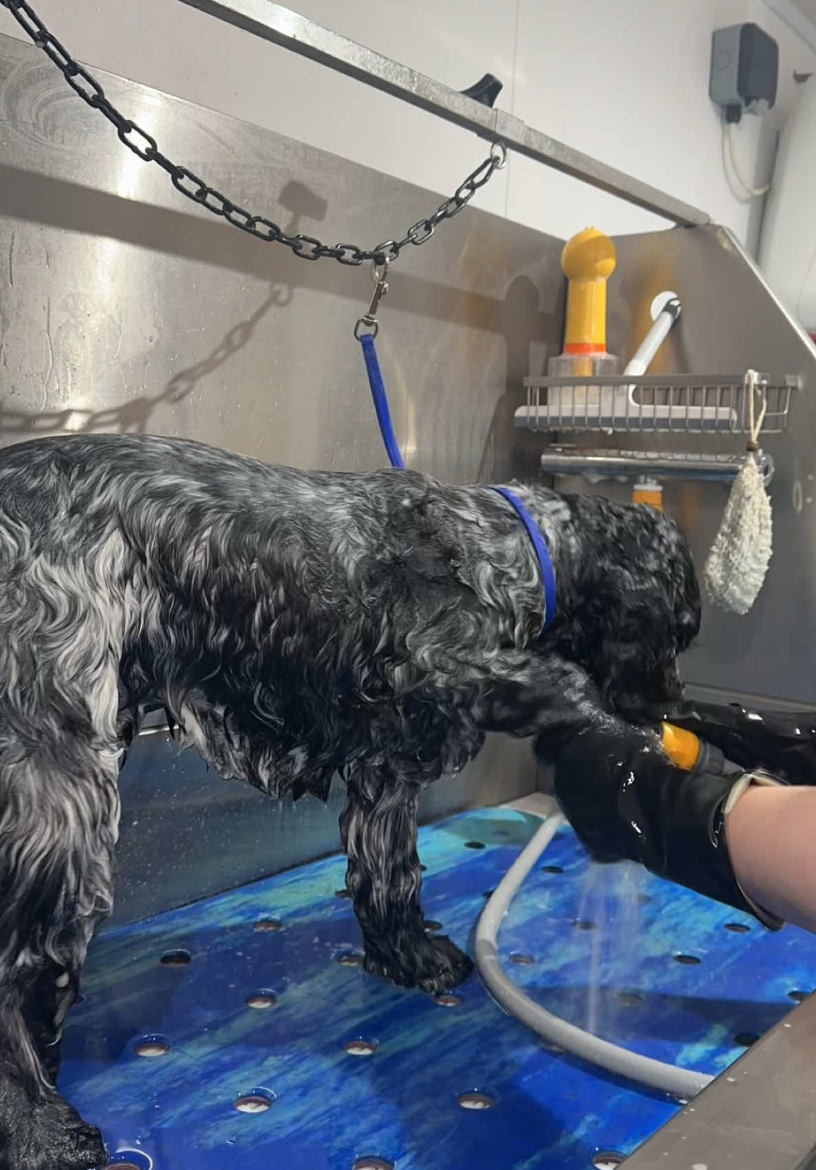 @madeleinesdoggrooming
