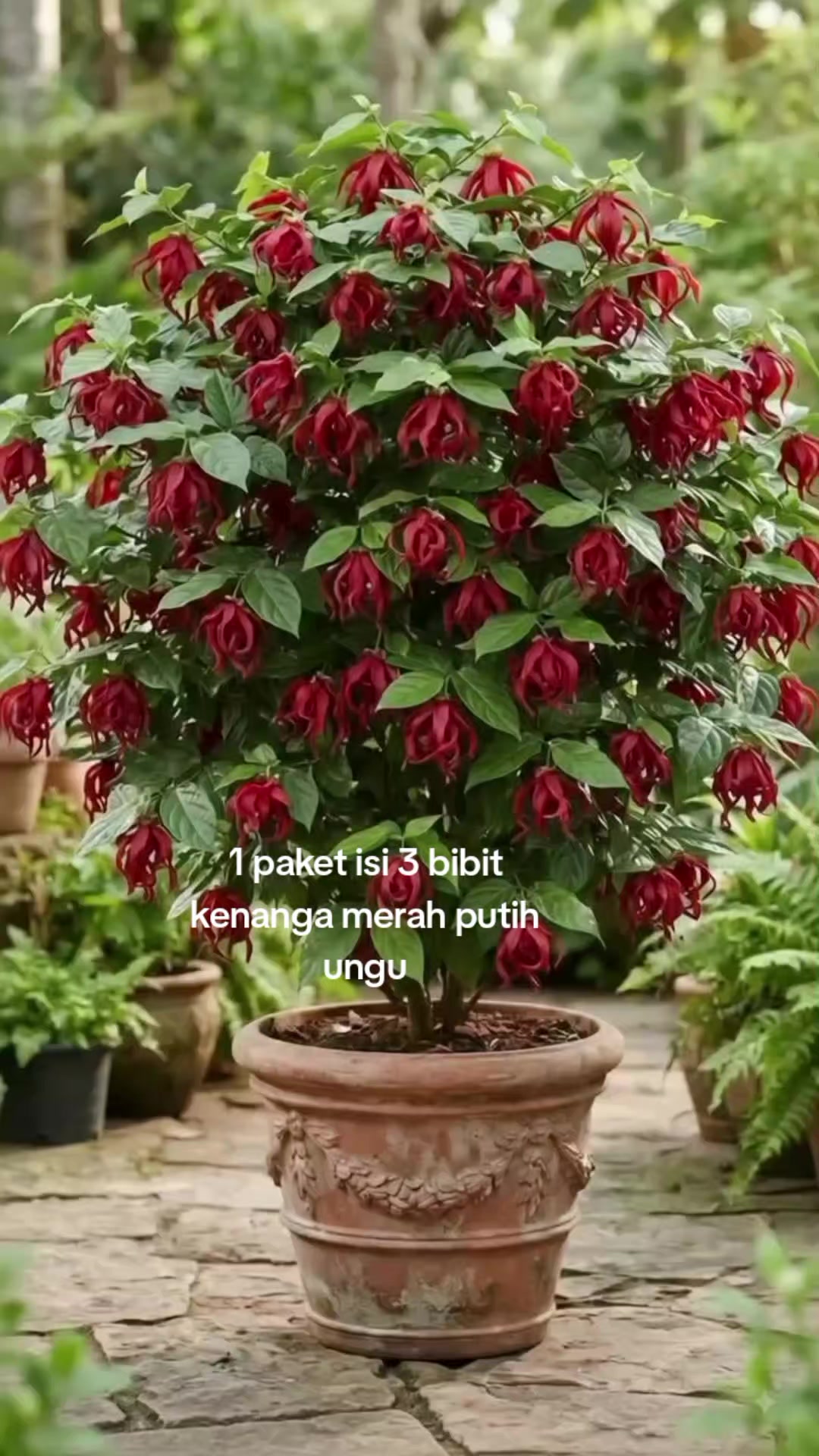@NUNUNG INSANI