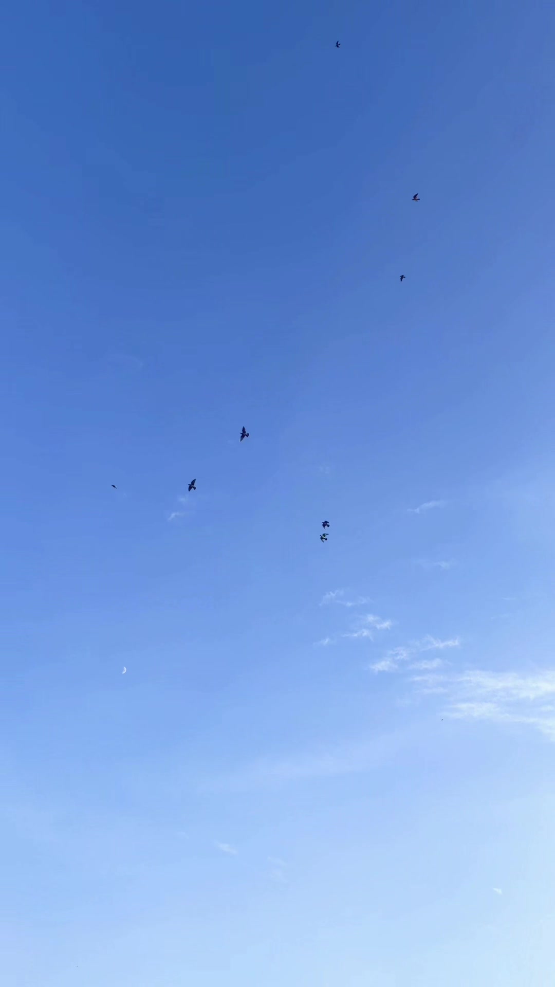 @DKB🇵🇰ĦighFlyerPigeonClub 🕊️