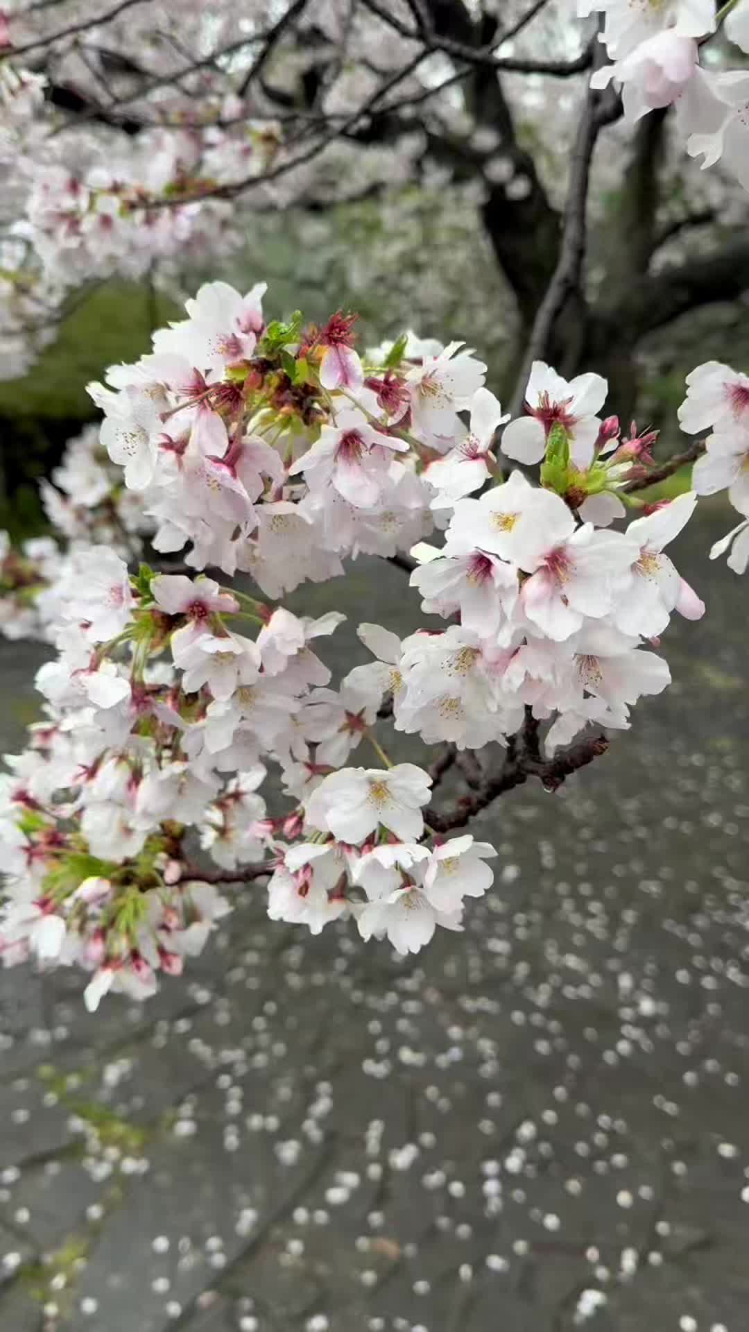@タンタンソー🇯🇵