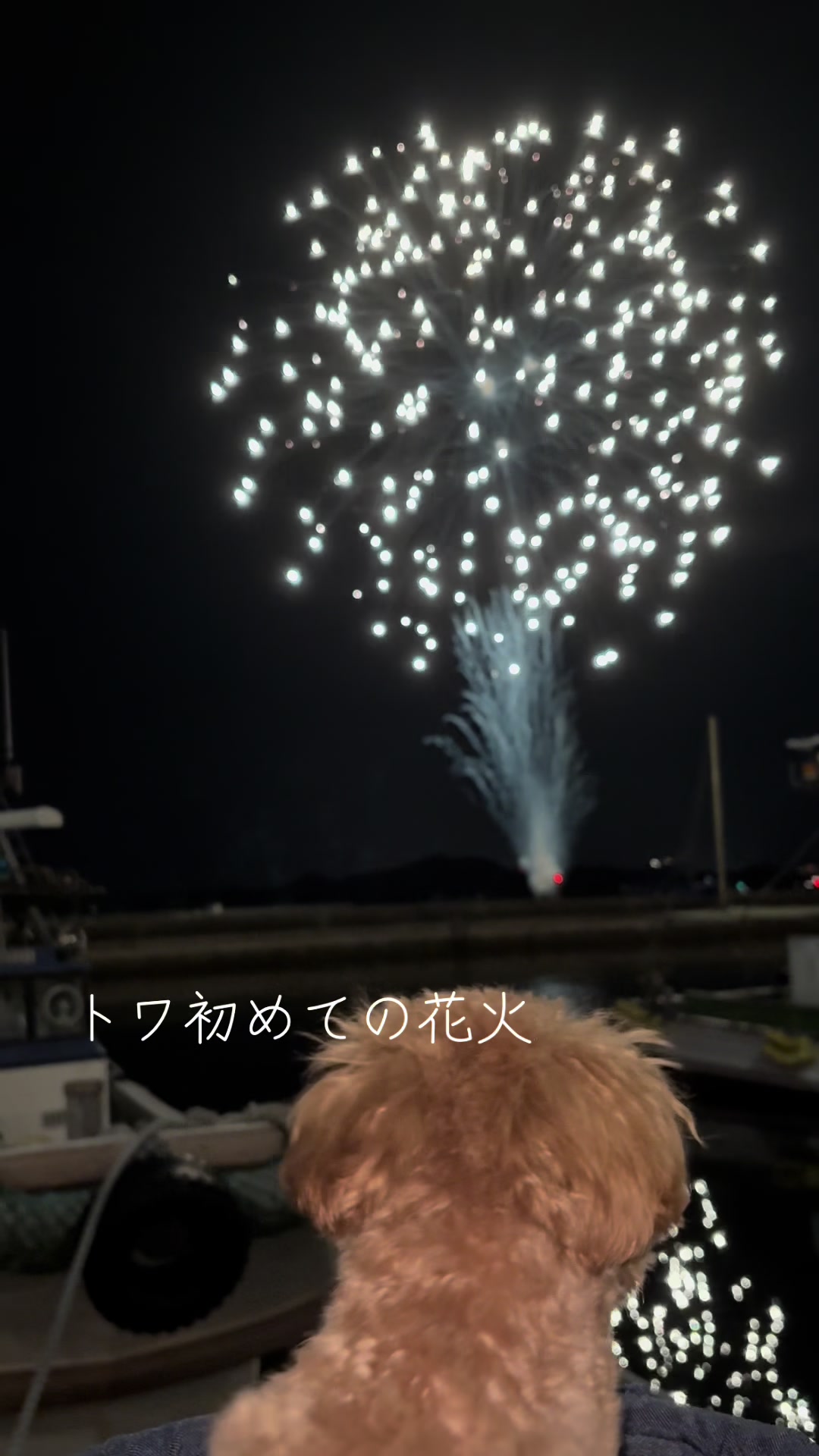 @Toshimi0923🐶🐾