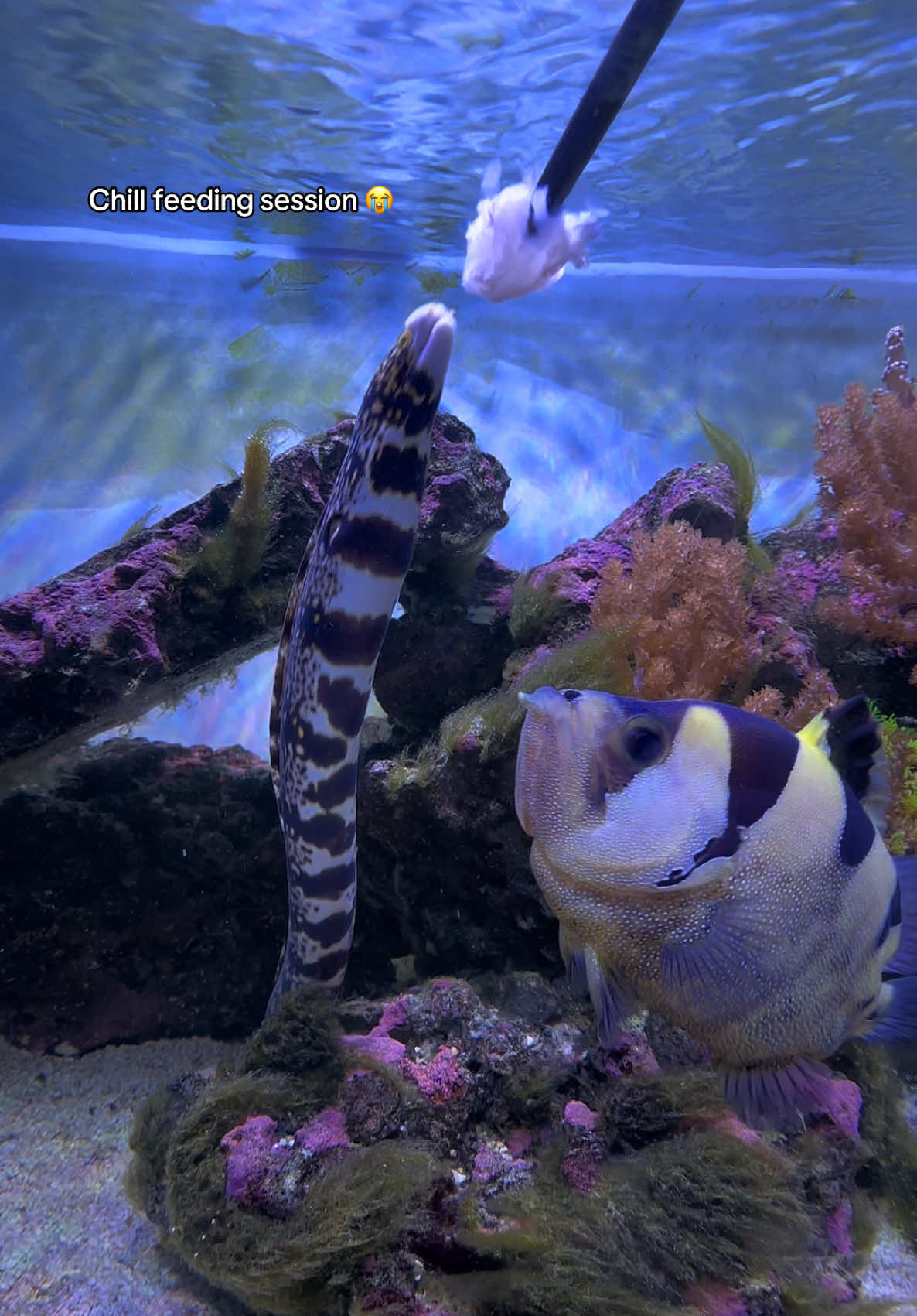 @ReefSync