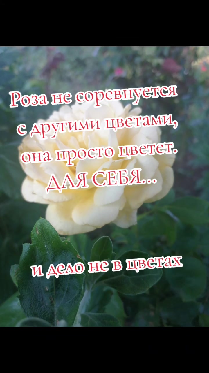 @❌🐯ЛЮДМИЛАБелоковаленко♒♥️